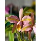 C. forbesii trilabelo – Mặt hoa 3 lưỡi độc đáo, giá trị sưu tầm cao - TG