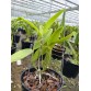 C. forbesii trilabelo – Mặt hoa 3 lưỡi độc đáo, giá trị sưu tầm cao - TG