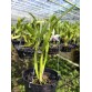 C. Mini Purpurata – Vẻ đẹp thu nhỏ của nữ hoàng lan Brazil - TG
