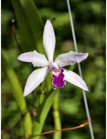 C. Mini Purpurata &ndash; Vẻ đẹp thu nhỏ của nữ ho&agrave;ng lan Brazil - TG