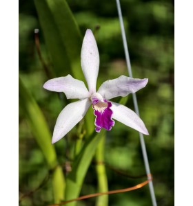 C. Mini Purpurata &ndash; Vẻ đẹp thu nhỏ của nữ ho&agrave;ng lan Brazil - TG