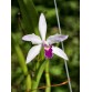 C. Mini Purpurata – Vẻ đẹp thu nhỏ của nữ hoàng lan Brazil - TG
