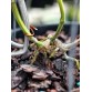 C. forbesii trilabelo – Mặt hoa 3 lưỡi độc đáo, giá trị sưu tầm cao - TG