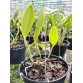 C. forbesii trilabelo – Mặt hoa 3 lưỡi độc đáo, giá trị sưu tầm cao - TG