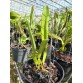 Laelia perinii var carnea nhập Brazil – Sắc hồng dịu thanh lịch, hương thơm quyến rũ - TG