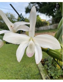 Laelia perinii var carnea nhập Brazil &ndash; Sắc hồng dịu thanh lịch, hương thơm quyến rũ - TG