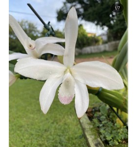 Laelia perinii var carnea nhập Brazil &ndash; Sắc hồng dịu thanh lịch, hương thơm quyến rũ - TG