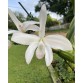 Laelia perinii var carnea nhập Brazil – Sắc hồng dịu thanh lịch, hương thơm quyến rũ - TG