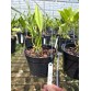 Laelia pumila amoena nhập Brazil – Tuyệt tác lan mini với sắc hoa thanh khiết - TG