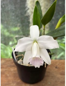 Laelia pumila amoena nhập Brazil &ndash; Tuyệt t&aacute;c lan mini với sắc hoa thanh khiết - TG