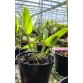 Lc. Nobile's Blue Sky nhập Brazil – Sắc xanh tím quyến rũ, chuẩn giống sưu tầm - TG