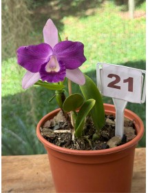 Lc. Nobile's Blue Sky nhập Brazil &ndash; Sắc xanh t&iacute;m quyến rũ, chuẩn giống sưu tầm - TG