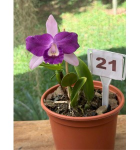 Lc. Nobile's Blue Sky nhập Brazil &ndash; Sắc xanh t&iacute;m quyến rũ, chuẩn giống sưu tầm - TG