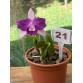 Lc. Nobile's Blue Sky nhập Brazil – Sắc xanh tím quyến rũ, chuẩn giống sưu tầm - TG