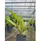 Laelia xanthina – Vẻ đẹp độc đáo của loài lan Brazil quý hiếm - TG