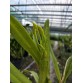 Laelia xanthina – Vẻ đẹp độc đáo của loài lan Brazil quý hiếm - TG