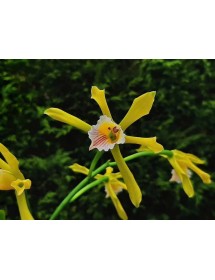 Laelia xanthina &ndash; Vẻ đẹp độc đ&aacute;o của lo&agrave;i lan Brazil qu&yacute; hiếm - TG