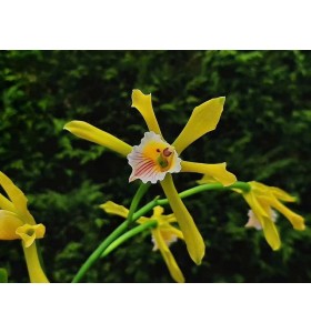 Laelia xanthina &ndash; Vẻ đẹp độc đ&aacute;o của lo&agrave;i lan Brazil qu&yacute; hiếm - TG