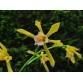 Laelia xanthina – Vẻ đẹp độc đáo của loài lan Brazil quý hiếm - TG