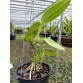 C. venosa nhập Brazil – Vẻ đẹp hoang dã đầy cuốn hút của lan nguyên bản - TG