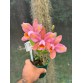 C. venosa nhập Brazil – Vẻ đẹp hoang dã đầy cuốn hút của lan nguyên bản - TG