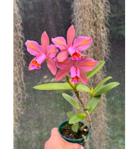 C. venosa nhập Brazil &ndash; Vẻ đẹp hoang d&atilde; đầy cuốn h&uacute;t của lan nguy&ecirc;n bản - TG