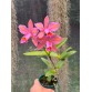 C. venosa nhập Brazil – Vẻ đẹp hoang dã đầy cuốn hút của lan nguyên bản - TG