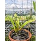 C. dowiana var. Rosita – Biến thể quý hiếm với sắc hoa kiêu sa từ dòng Dowiana - TG