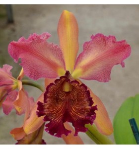 C. dowiana var. Rosita &ndash; Biến thể qu&yacute; hiếm với sắc hoa ki&ecirc;u sa từ d&ograve;ng Dowiana - TG