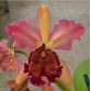 C. dowiana var. Rosita – Biến thể quý hiếm với sắc hoa kiêu sa từ dòng Dowiana - TG