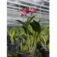 C. bicolor – Loài Cattleya hoang dã với vẻ đẹp thanh lịch và hương thơm quyến rũ - TG