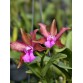 C. bicolor – Loài Cattleya hoang dã với vẻ đẹp thanh lịch và hương thơm quyến rũ - TG