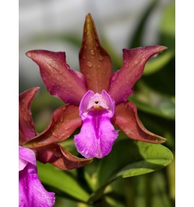 C. bicolor &ndash; Lo&agrave;i Cattleya hoang d&atilde; với vẻ đẹp thanh lịch v&agrave; hương thơm quyến rũ - TG