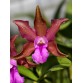 C. bicolor – Loài Cattleya hoang dã với vẻ đẹp thanh lịch và hương thơm quyến rũ - TG