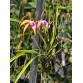 Blc. Sunset Surprise – Sắc hoàng hôn rực rỡ đầy mê hoặc - TG