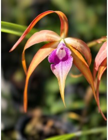 Blc. Sunset Surprise &ndash; Sắc ho&agrave;ng h&ocirc;n rực rỡ đầy m&ecirc; hoặc - TG