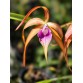Blc. Sunset Surprise – Sắc hoàng hôn rực rỡ đầy mê hoặc - TG