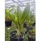 Majestic Glory – Vẻ đẹp kiêu hãnh, xứng tầm tuyệt phẩm Cattleya lai - TG
