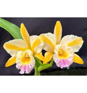 Majestic Glory &ndash; Vẻ đẹp ki&ecirc;u h&atilde;nh, xứng tầm tuyệt phẩm Cattleya lai - TG
