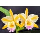 Majestic Glory – Vẻ đẹp kiêu hãnh, xứng tầm tuyệt phẩm Cattleya lai - TG