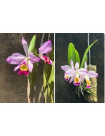 C. Eldorado Orculata flame x C. Eldorado semi alba flame