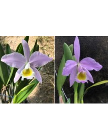 C. Eldorado coerulea x C. Eldorado concolor
