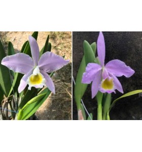 C. Eldorado coerulea x C. Eldorado concolor