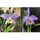 C. Eldorado coerulea x C. Eldorado concolor