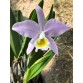 C. Eldorado coerulea x C. Eldorado concolor