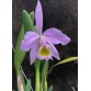 C. Eldorado coerulea x C. Eldorado concolor
