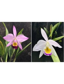 C. Eldorado tipo x C. Eldorado semi alba