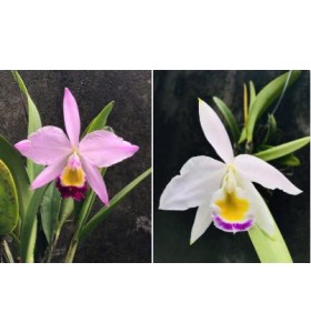 C. Eldorado tipo x C. Eldorado semi alba