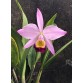 C. Eldorado tipo x C. Eldorado semi alba