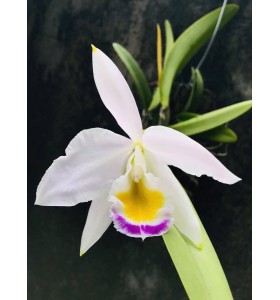 C. Eldorado s/m alba ( Self )